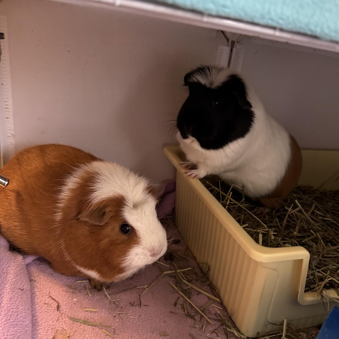 Enlarge Gabby & Smores BONDED, a ADOPTABLE Guinea Pig in Minneapolis, MN image 1/6