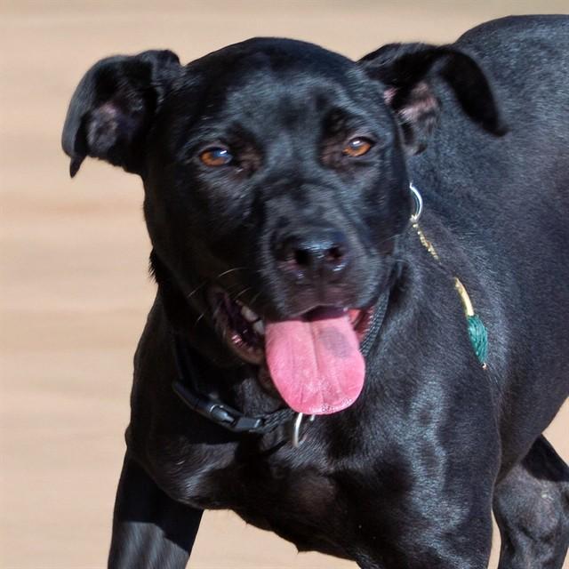 Enlarge PRINCESS, a Adoptable mixed breed in Saint Louis, MO image 1/1