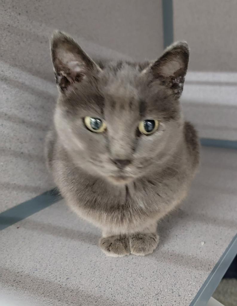 Enlarge Celeste, a Adoptable mixed breed in Medford, WI image 1/1