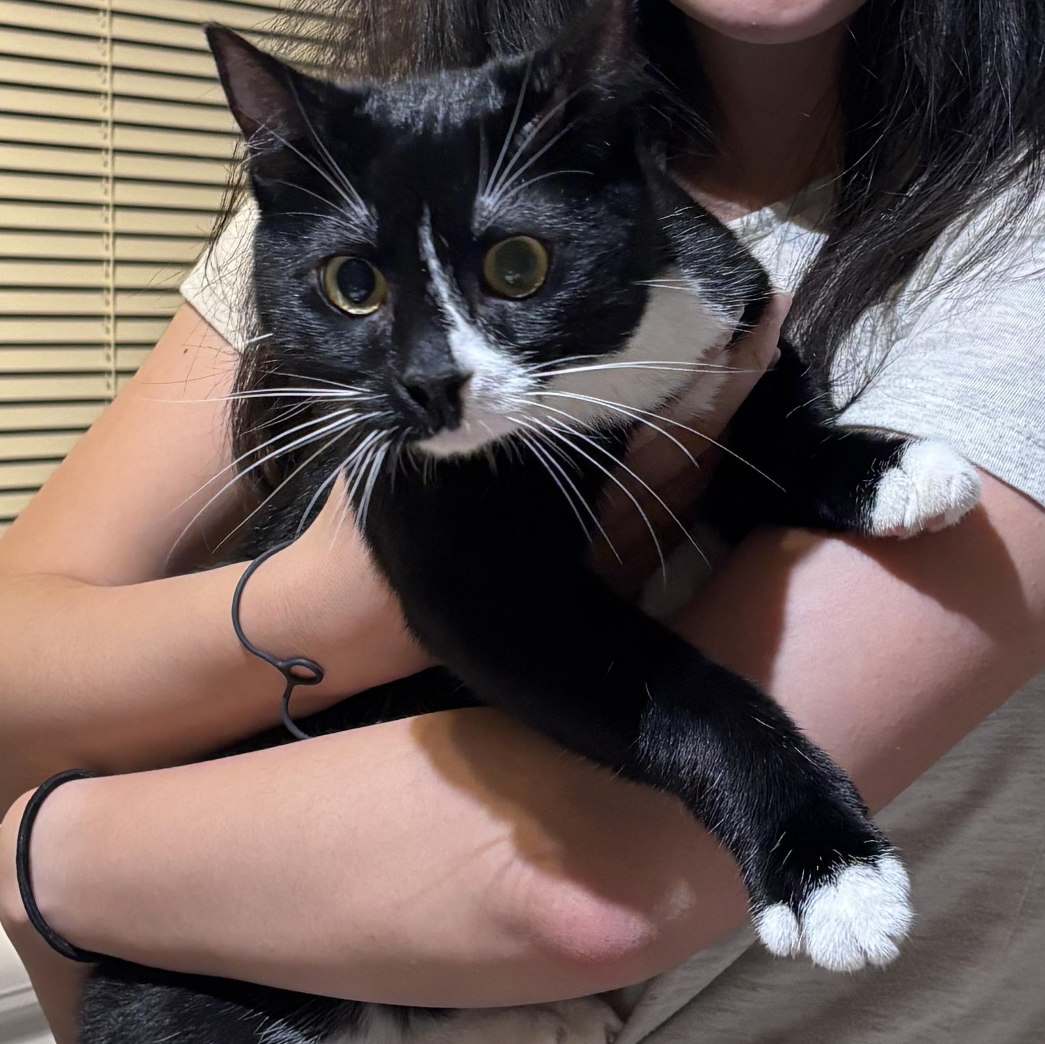 Enlarge Durango (Bonded to Dodge), a Adoptable Domestic Short Hair in Renton , WA image 3/6