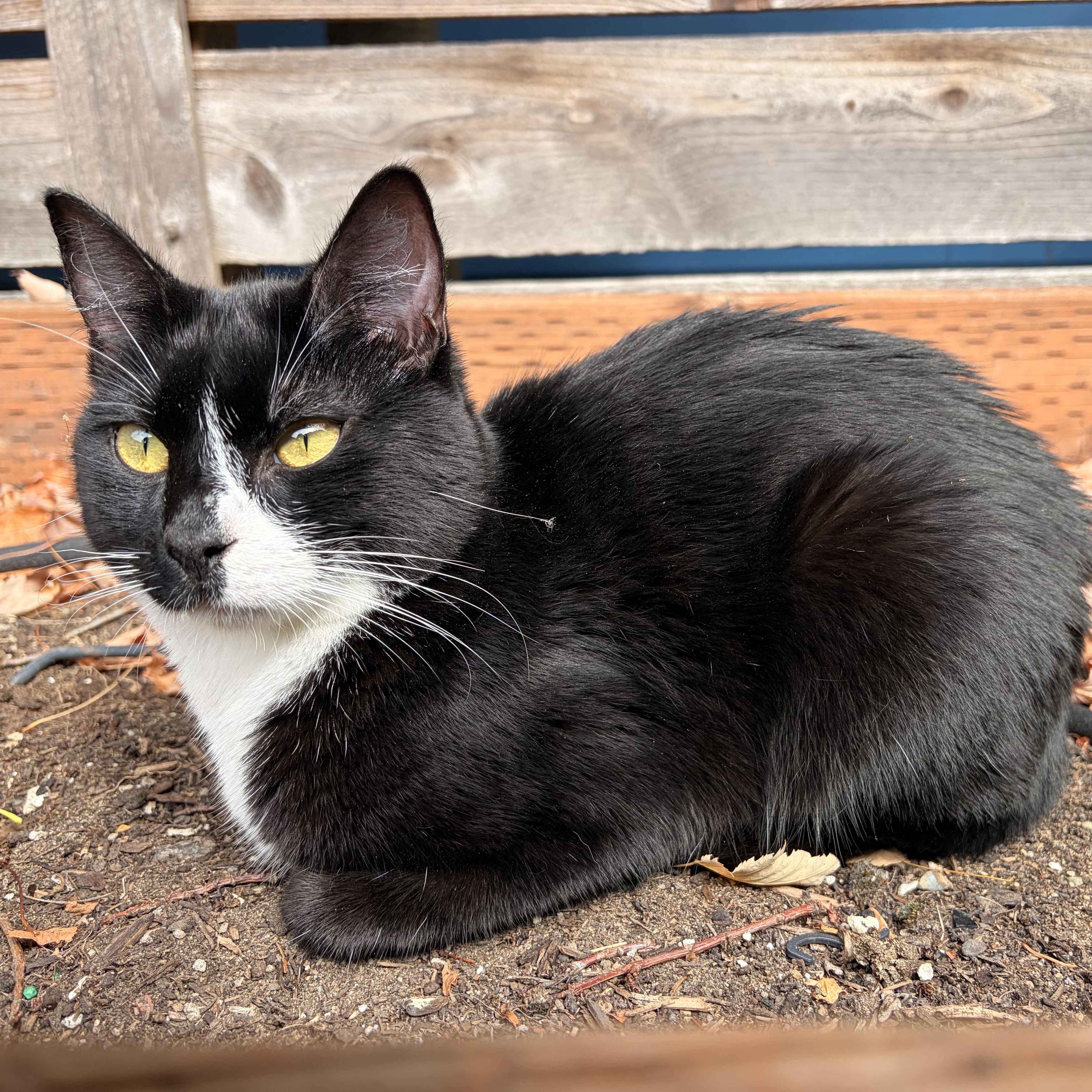 Enlarge Durango (Bonded to Dodge), a Adoptable Domestic Short Hair in Renton , WA image 6/6