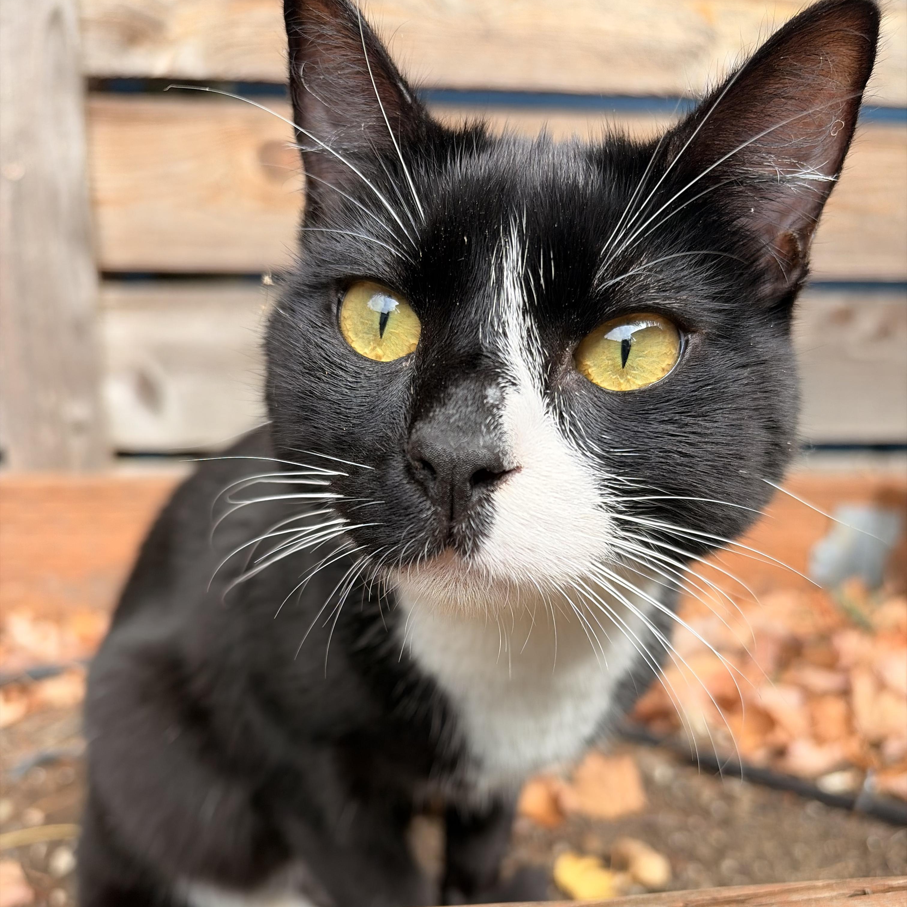 Enlarge Durango (Bonded to Dodge), a Adoptable Domestic Short Hair in Renton , WA image 1/6