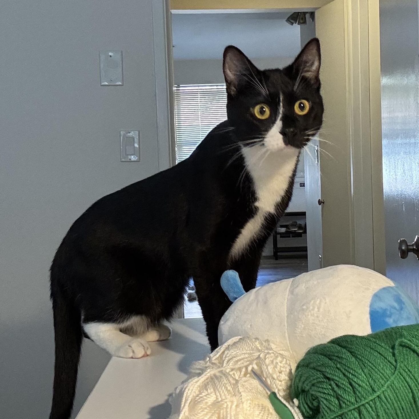 Enlarge Durango (Bonded to Dodge), a Adoptable Domestic Short Hair in Renton , WA image 2/6