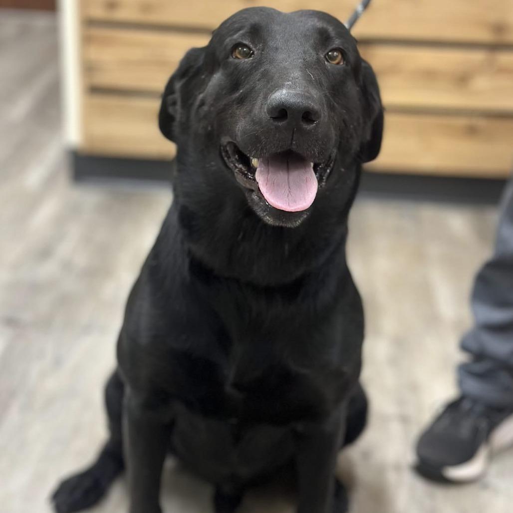 Duke V, Adoptable, Adult Male Black Labrador Retriever.