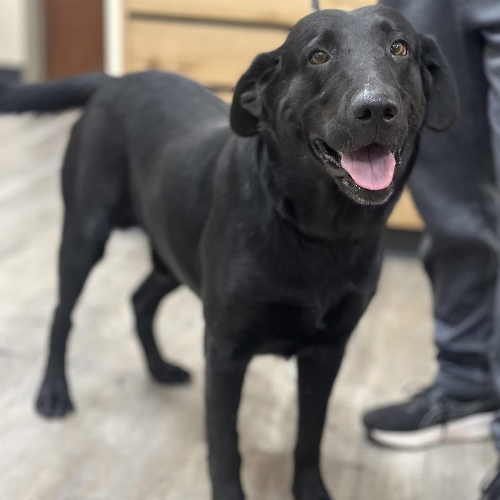 Enlarge Duke V, a Adoptable Black Labrador Retriever in Mount Pleasant, TX image 2/2