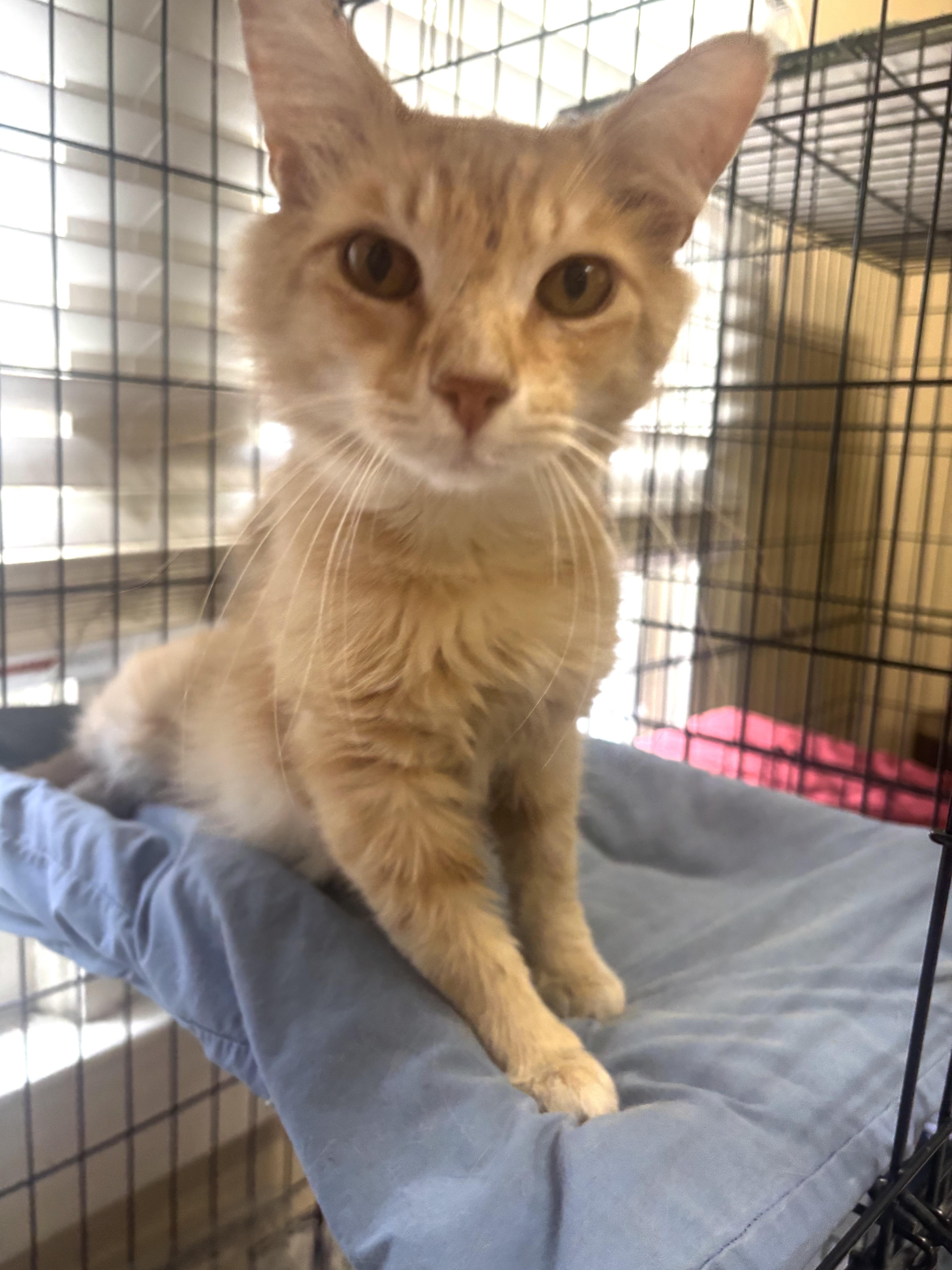 Catsanova, an adopted Domestic Medium Hair in Statesboro, GA image 1/3