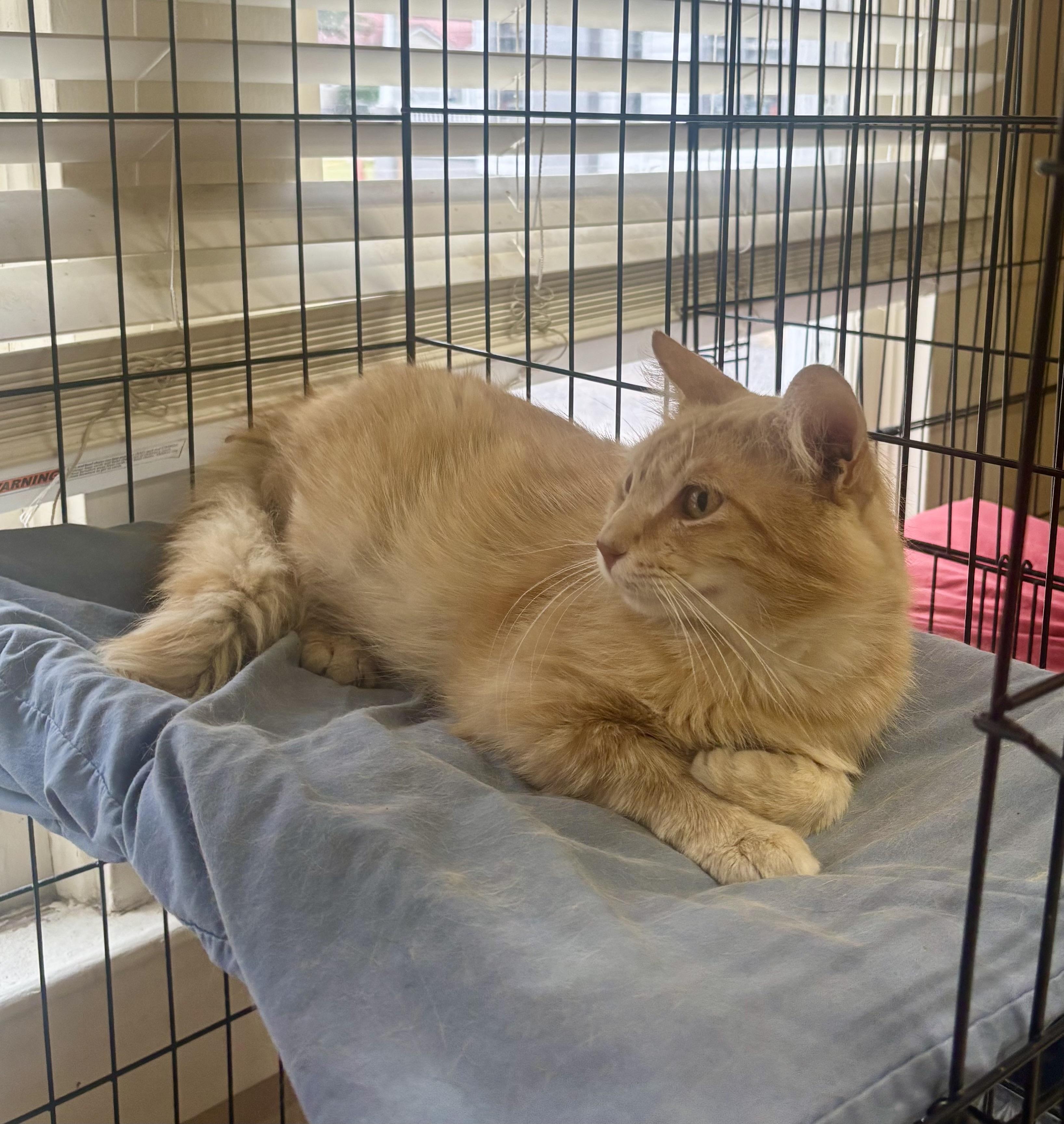 Catsanova, an adopted Domestic Medium Hair in Statesboro, GA image 2/3