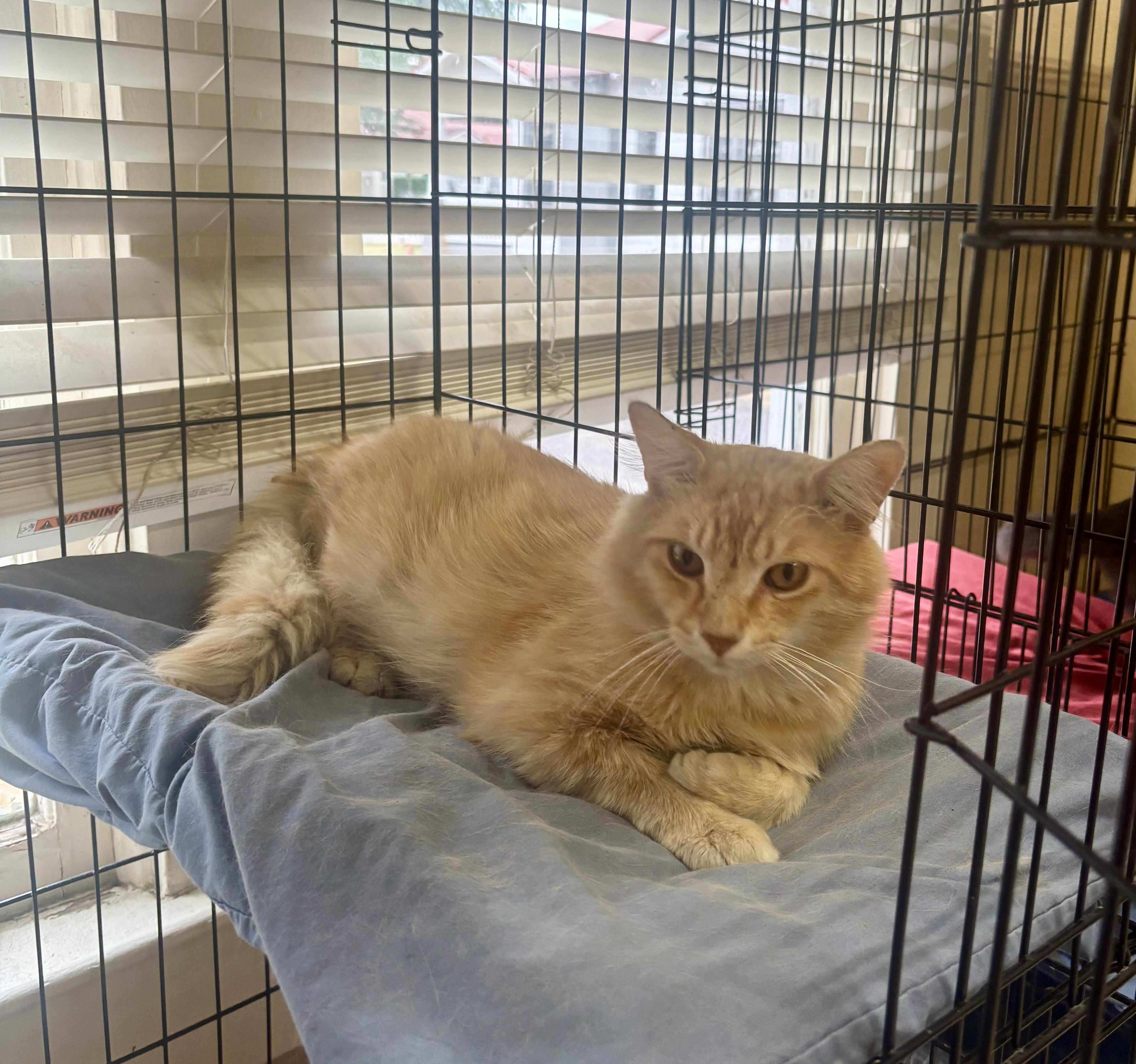 Catsanova, an adopted Domestic Medium Hair in Statesboro, GA image 3/3