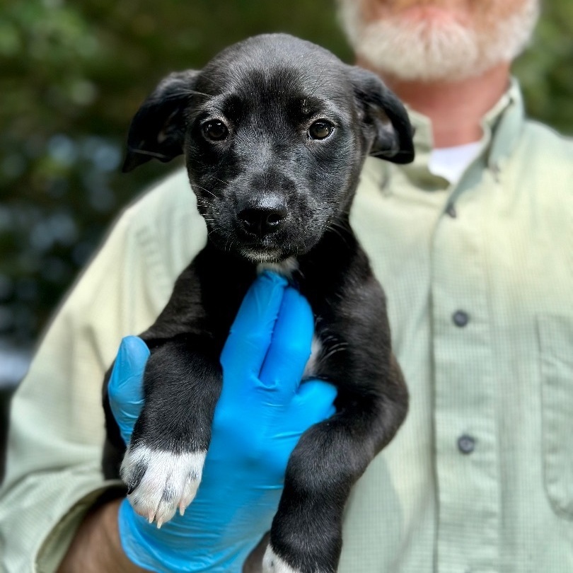 Charity - Arriving in July, Adopted, Puppy Female Mixed Breed.