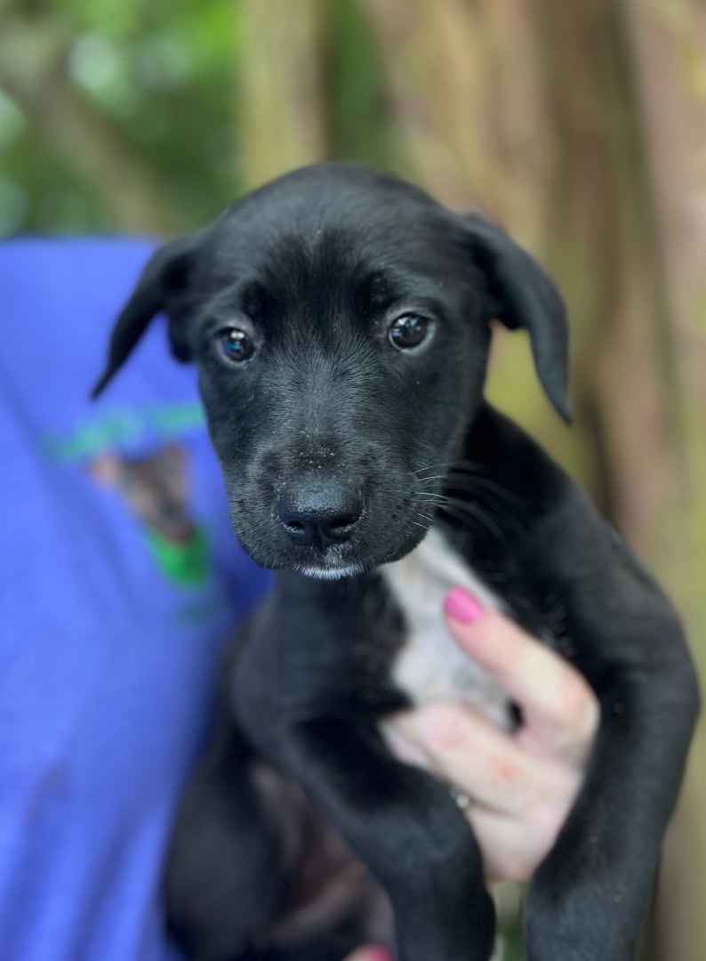 Charity - Arriving in July, a Adopted Mixed Breed in Berwick, ME image 2/10