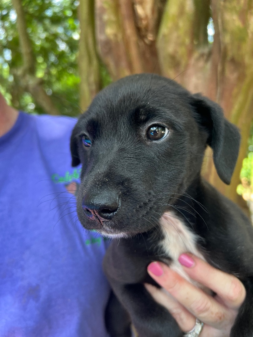 Charity - Arriving in July, a Adopted Mixed Breed in Berwick, ME image 3/10