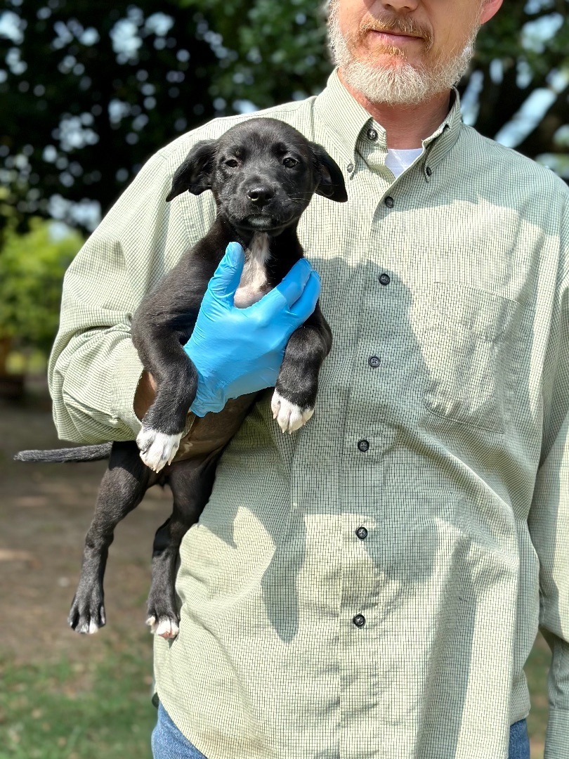 Charity - Arriving in July, a Adopted Mixed Breed in Berwick, ME image 4/10