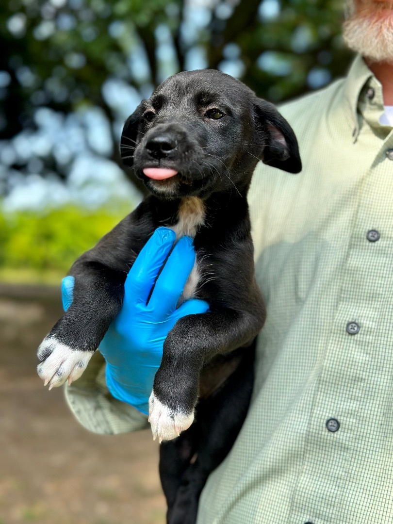 Charity - Arriving in July, a Adopted Mixed Breed in Berwick, ME image 5/10