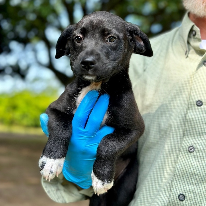 Charity - Arriving in July, a Adopted Mixed Breed in Berwick, ME image 6/10