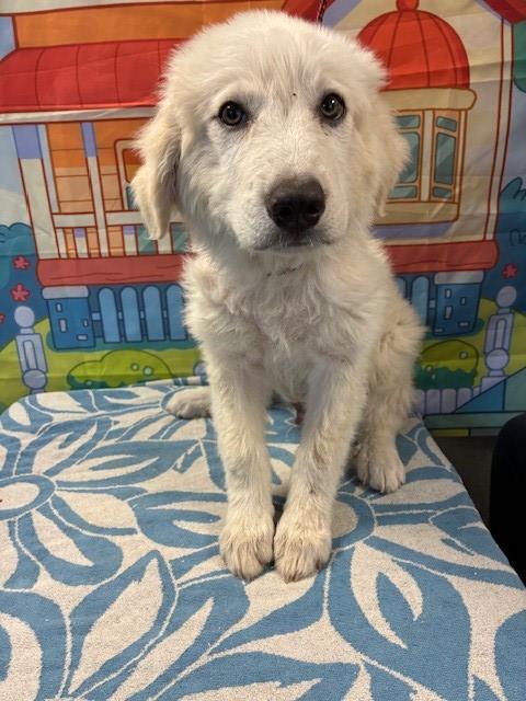 DEUCE, a Adopted Great Pyrenees in San Bernardino, CA image 1/2