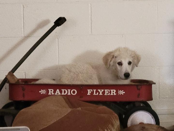 DEUCE, a Adopted Great Pyrenees in San Bernardino, CA image 2/2