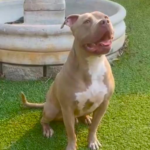 Seven- Happy And Goofy, an adoptable mixed breed in Santa Ana, CA image 3/6