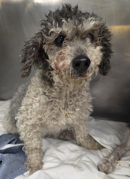 Enlarge Jenna, a Adoptable Poodle in Malvern, PA image 1/1