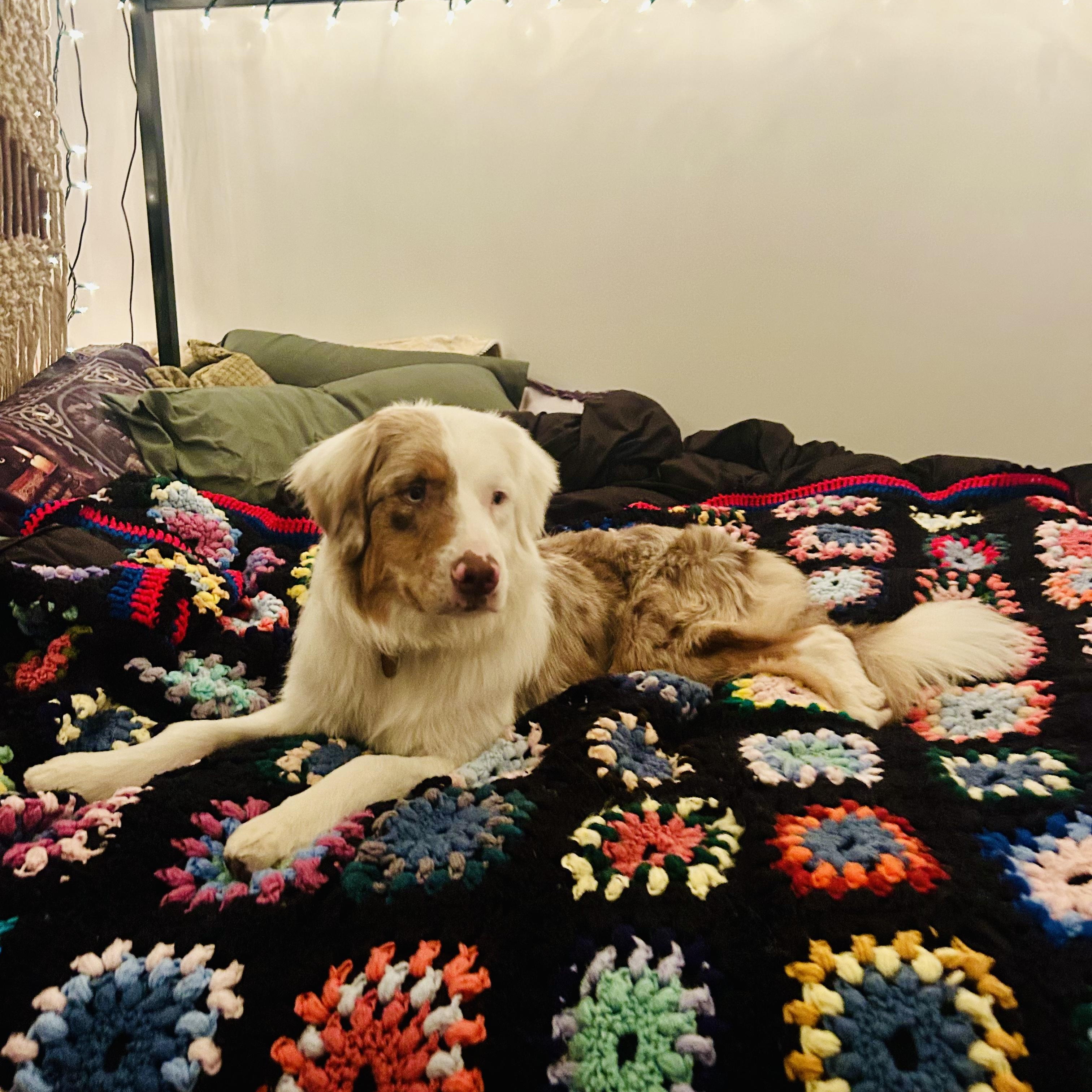 Enlarge Nacho, an adoptable Australian Shepherd in Olathe, KS image 6/6