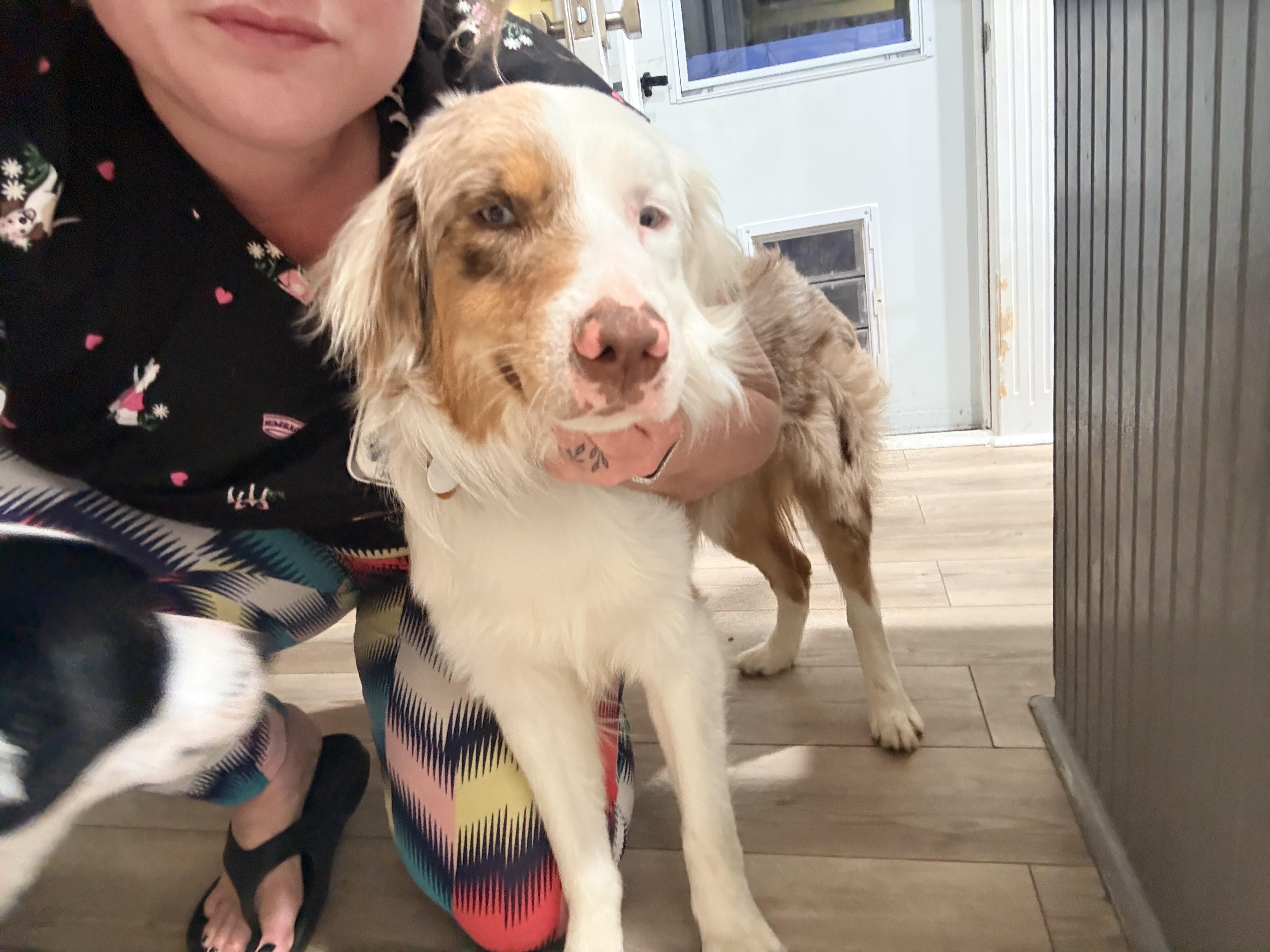 Copper nacho , a ADOPTABLE Australian Shepherd in Louisburg, KS image 3/3