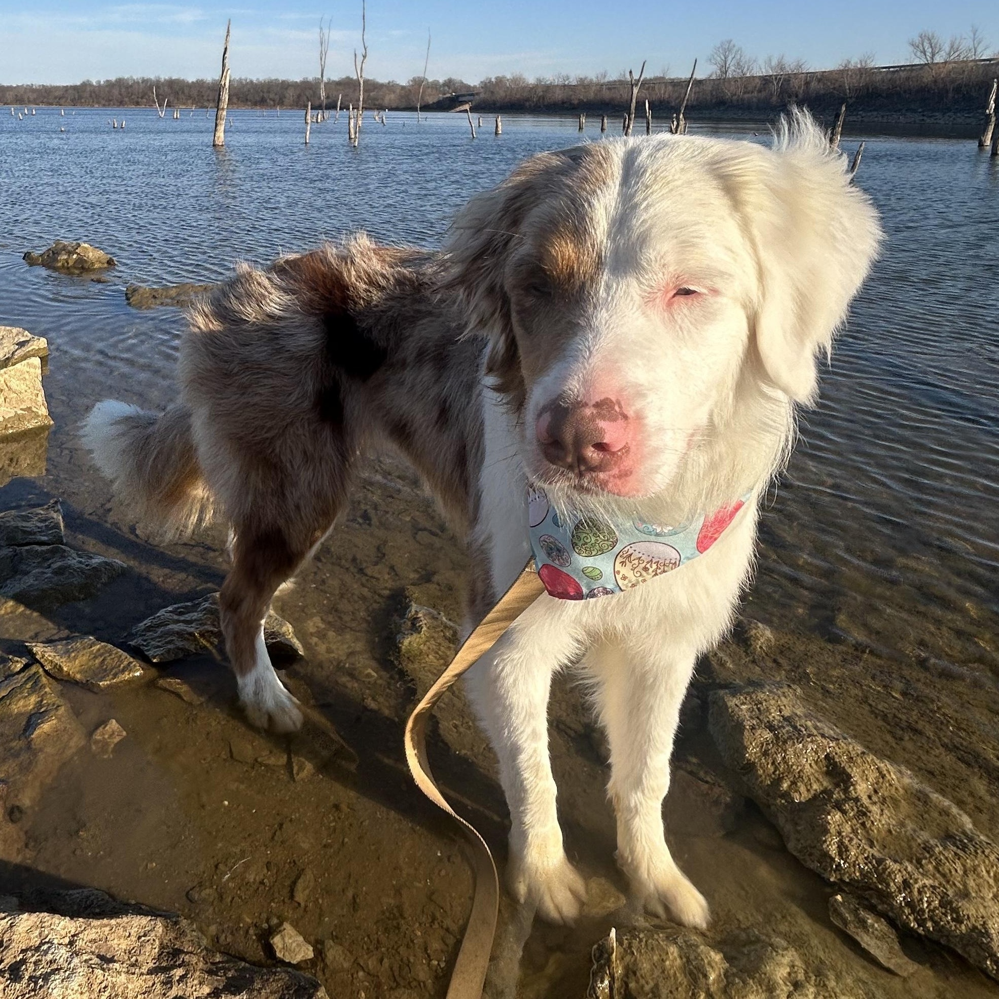 Enlarge Nacho, an adoptable Australian Shepherd in Olathe, KS image 2/6