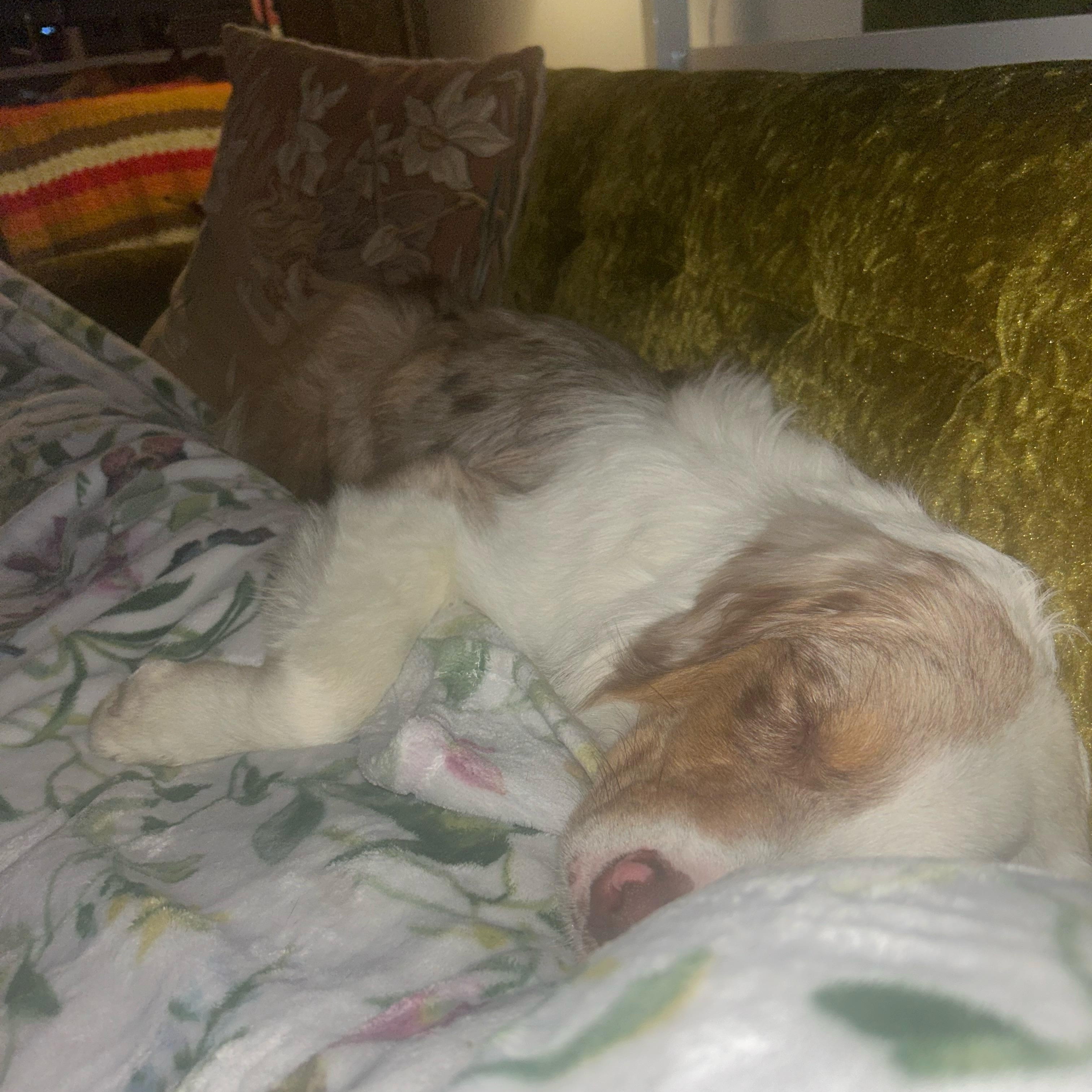 Enlarge Nacho, an adoptable Australian Shepherd in Olathe, KS image 5/6