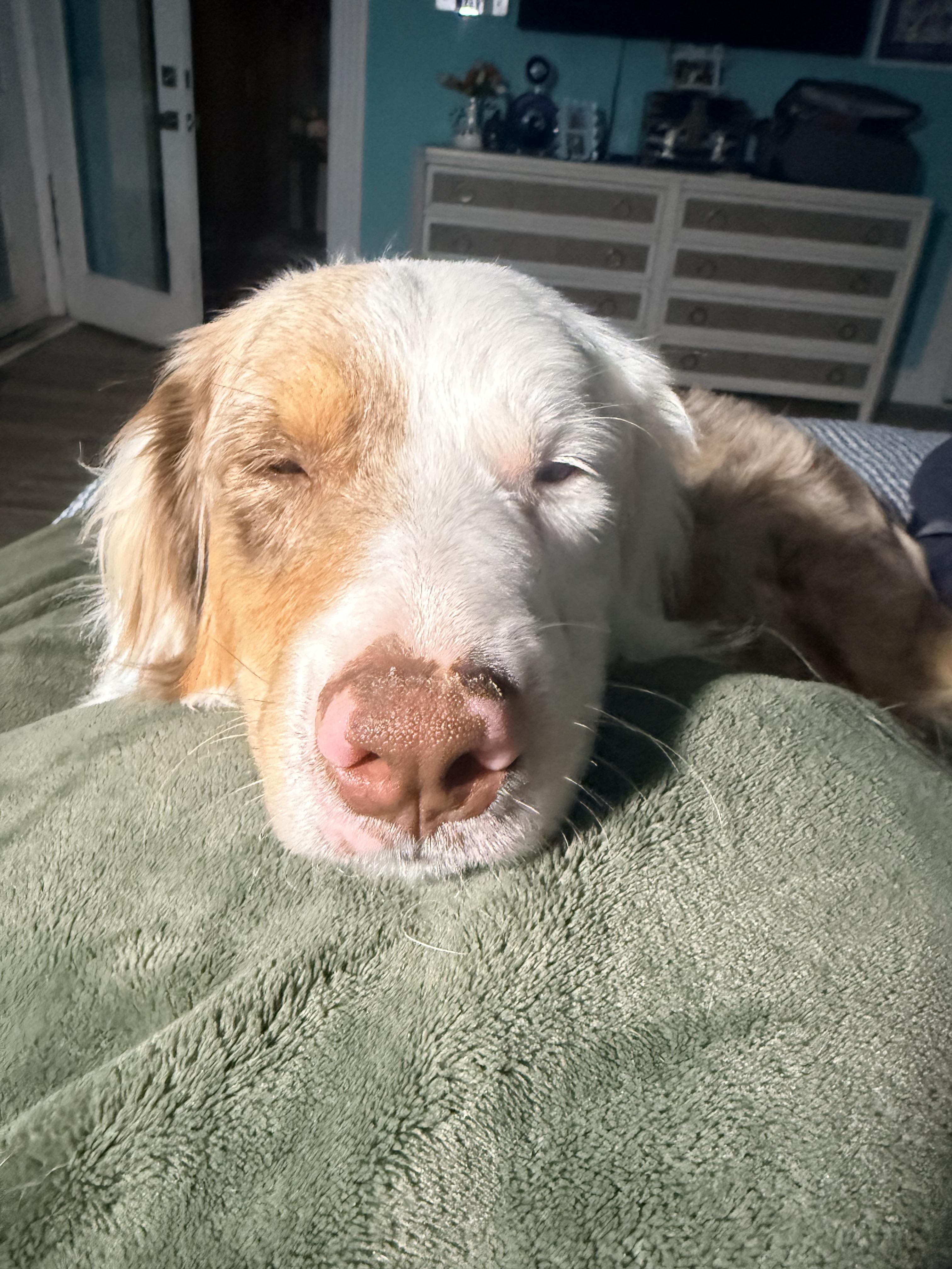 Copper nacho , a ADOPTABLE Australian Shepherd in Louisburg, KS image 2/3
