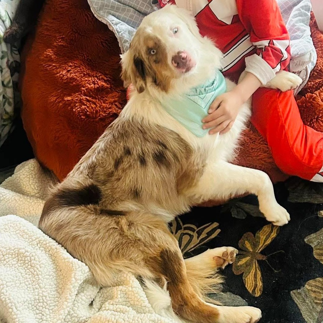 Enlarge Nacho, an adoptable Australian Shepherd in Olathe, KS image 1/6