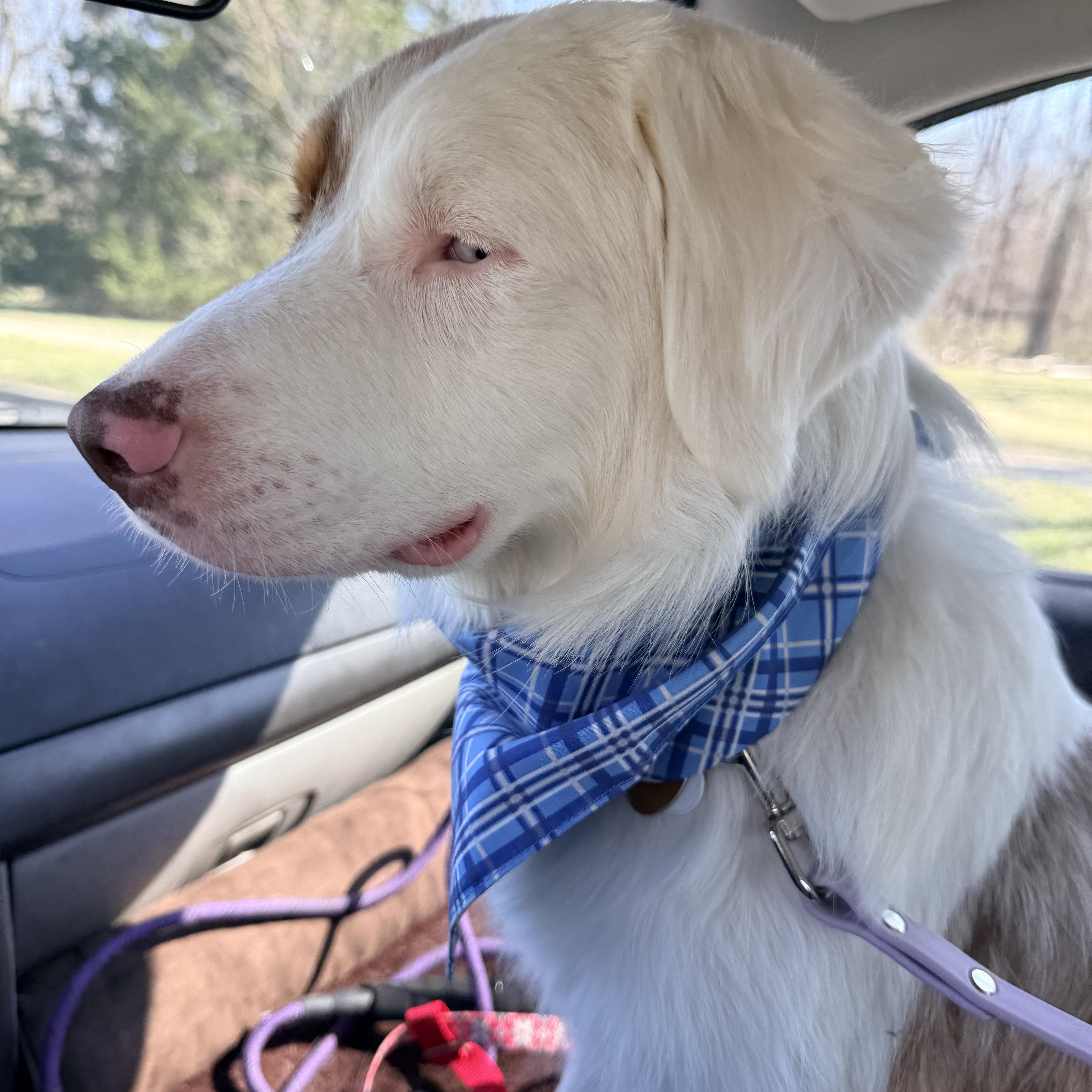Enlarge Nacho, an adoptable Australian Shepherd in Olathe, KS image 4/6