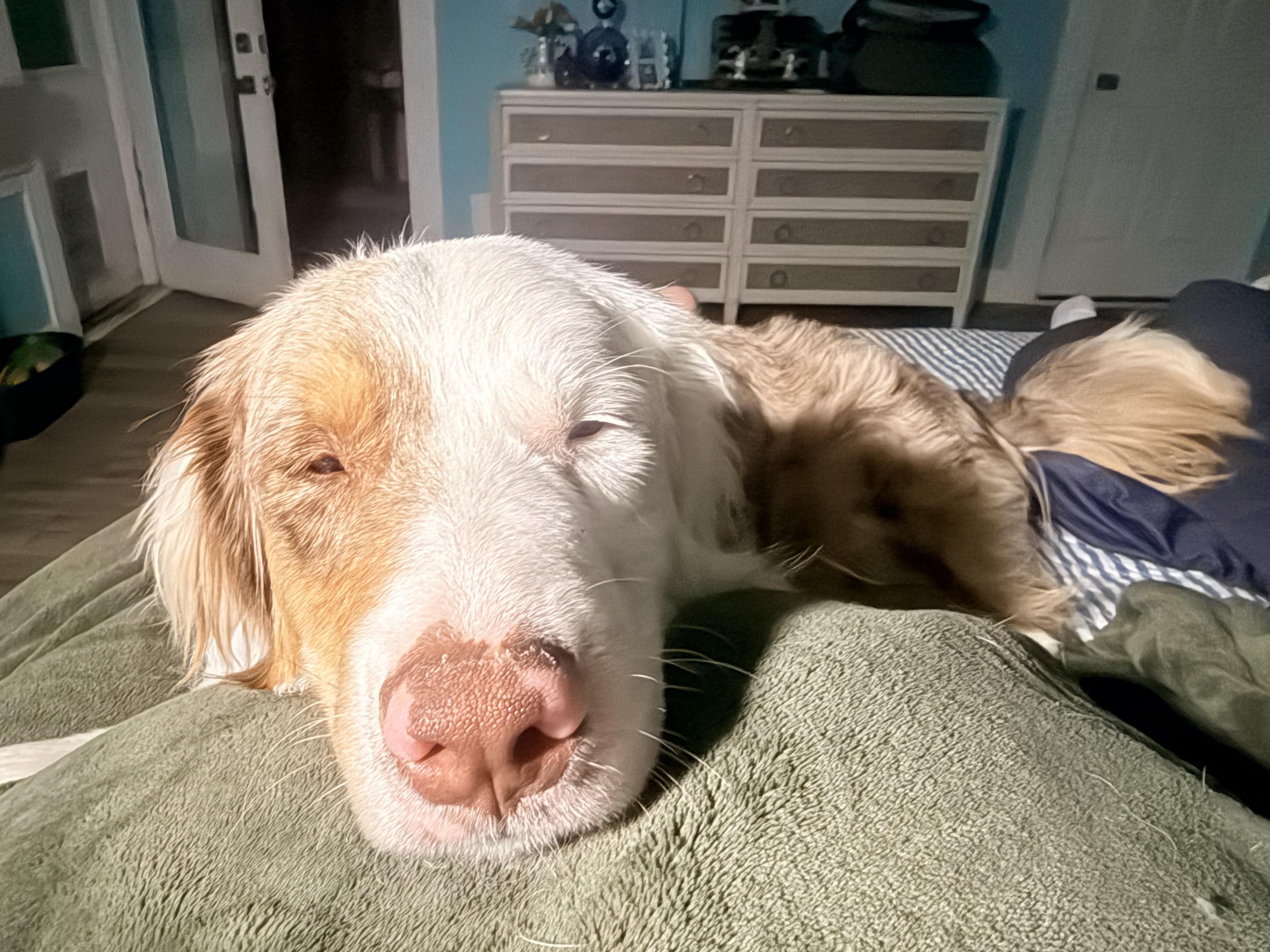 Copper nacho , ADOPTABLE, Adult Male Australian Shepherd.