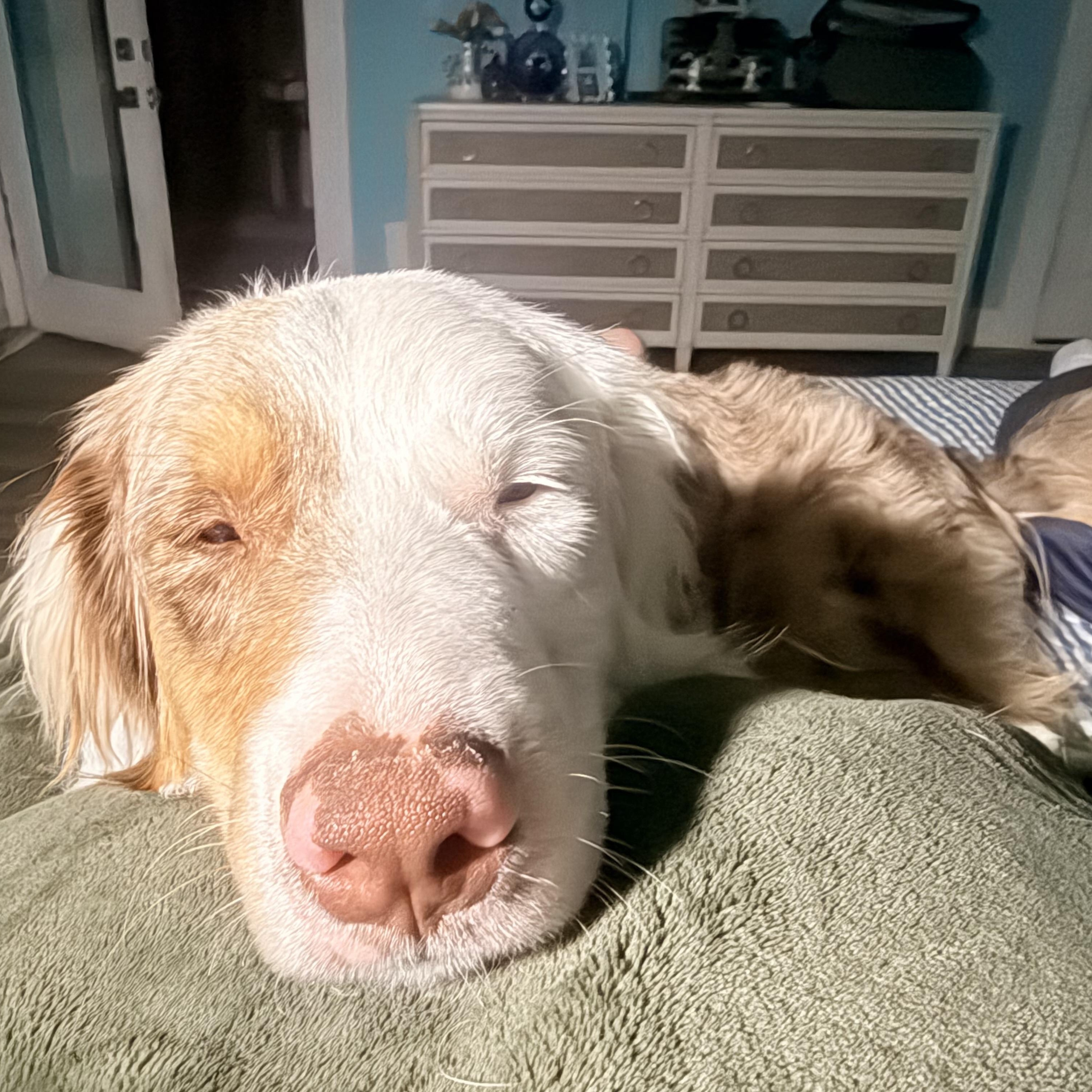 Enlarge Nacho, an adoptable Australian Shepherd in Olathe, KS image 3/6