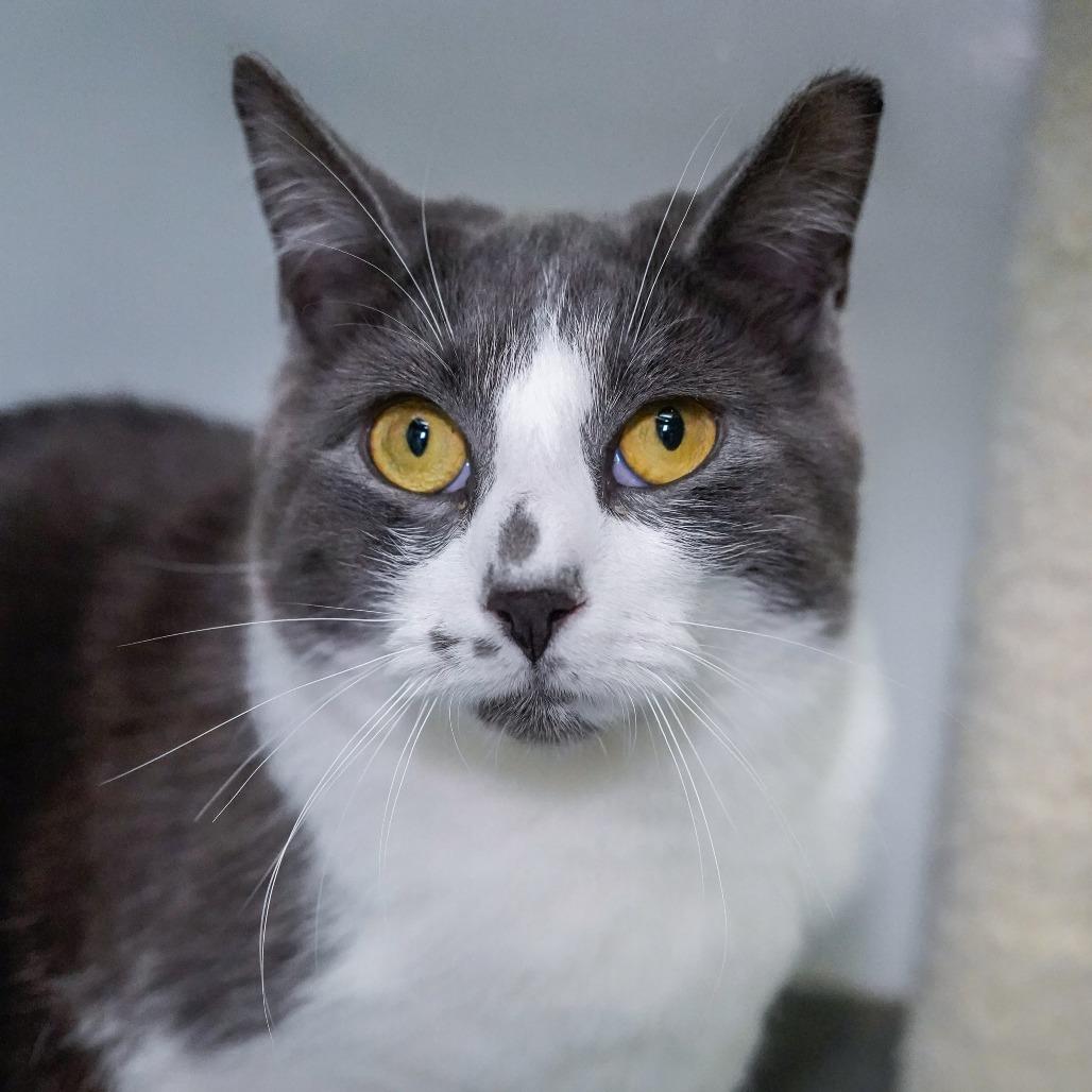 Lioness, Adoptable, Young Male Domestic Short Hair.