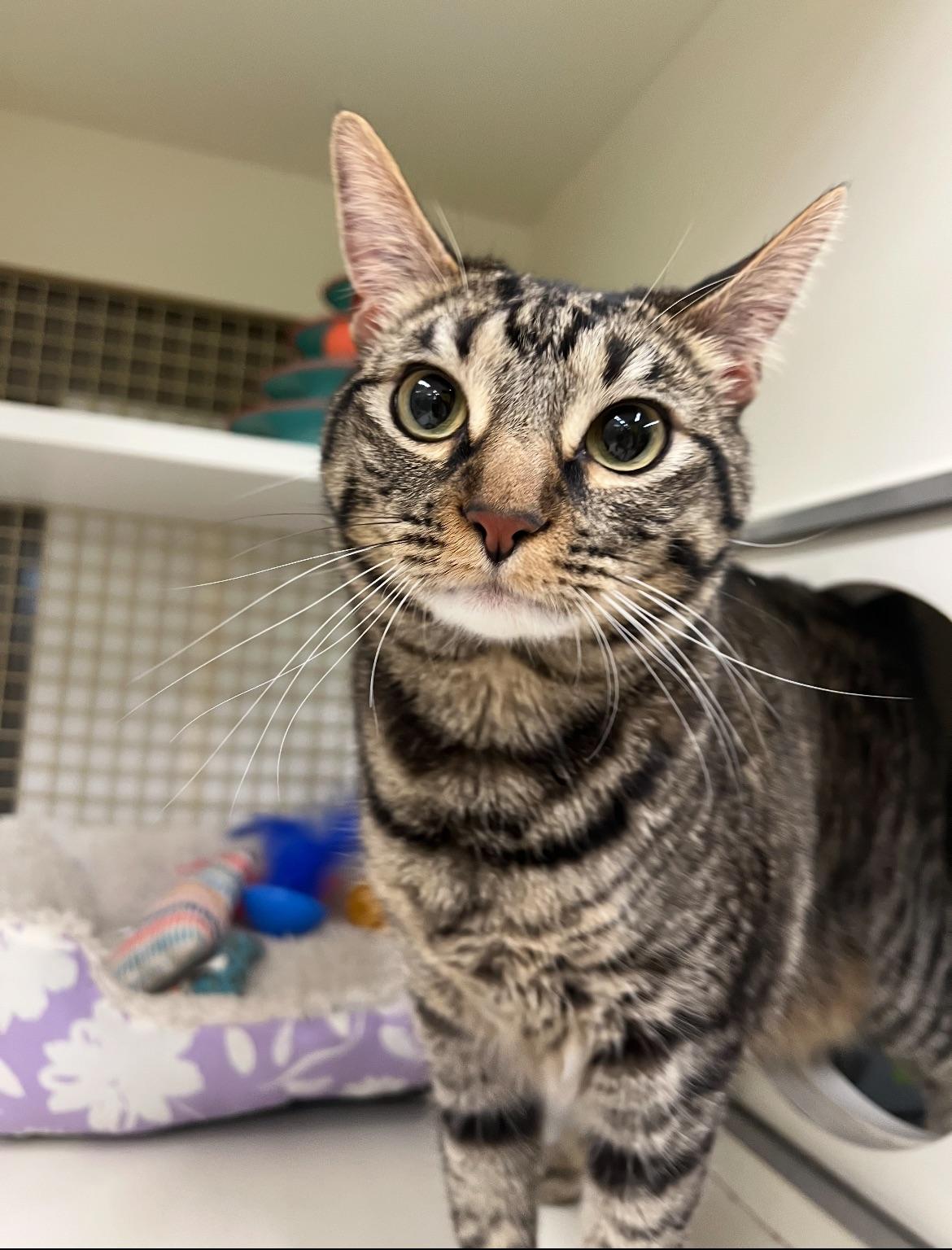 Bluey, Adult Female Domestic Short Hair
