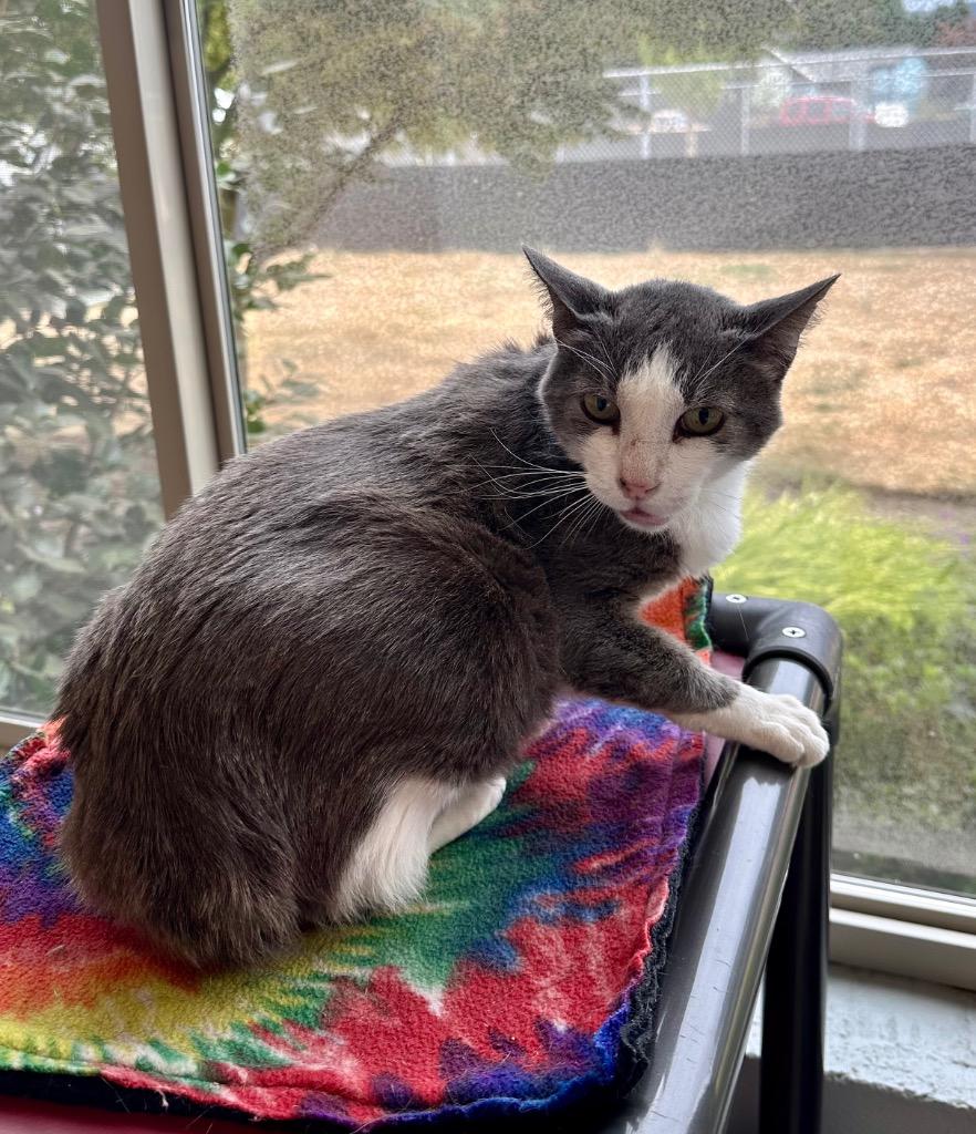 Hercury, Adoptable, Adult Male Domestic Short Hair.