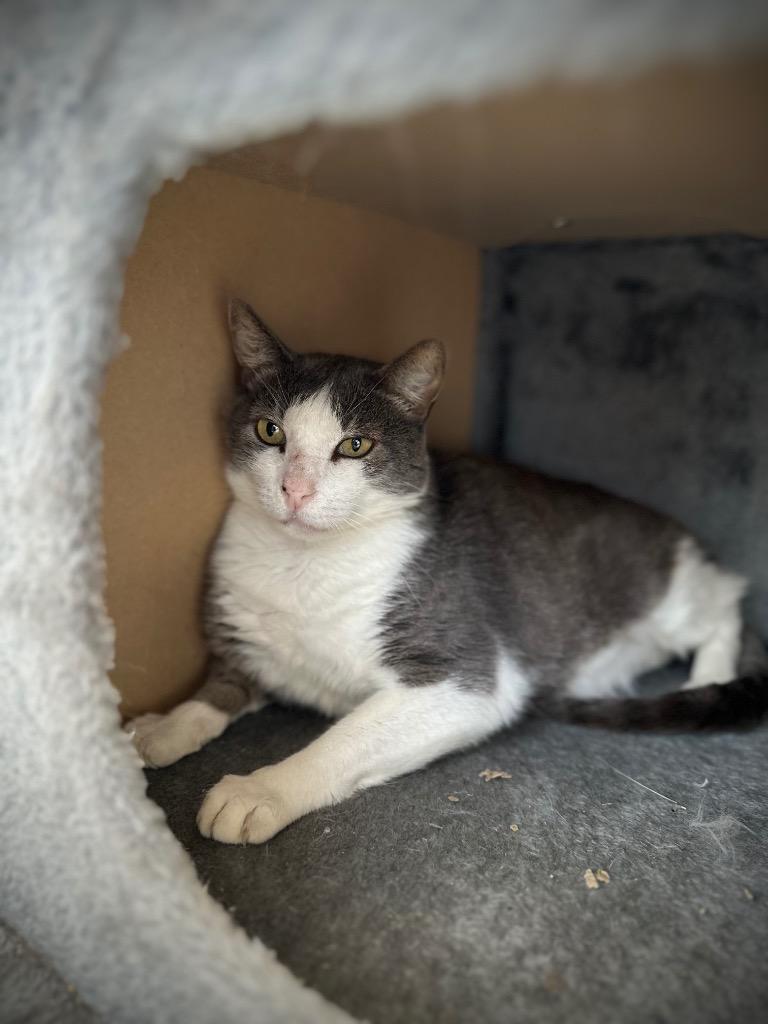 Enlarge Hercury, a Adoptable mixed breed in Newberg, OR image 2/2