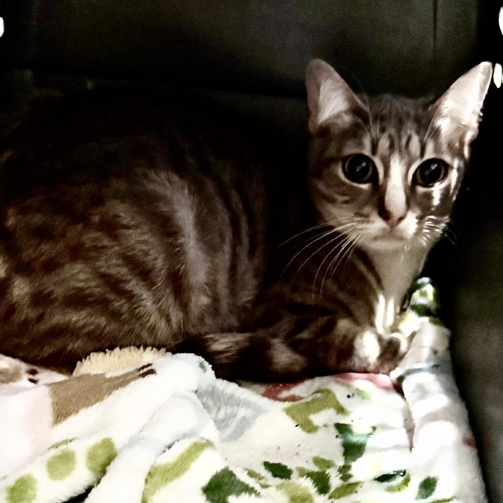 Latte, Adoptable, Young Female Domestic Short Hair.