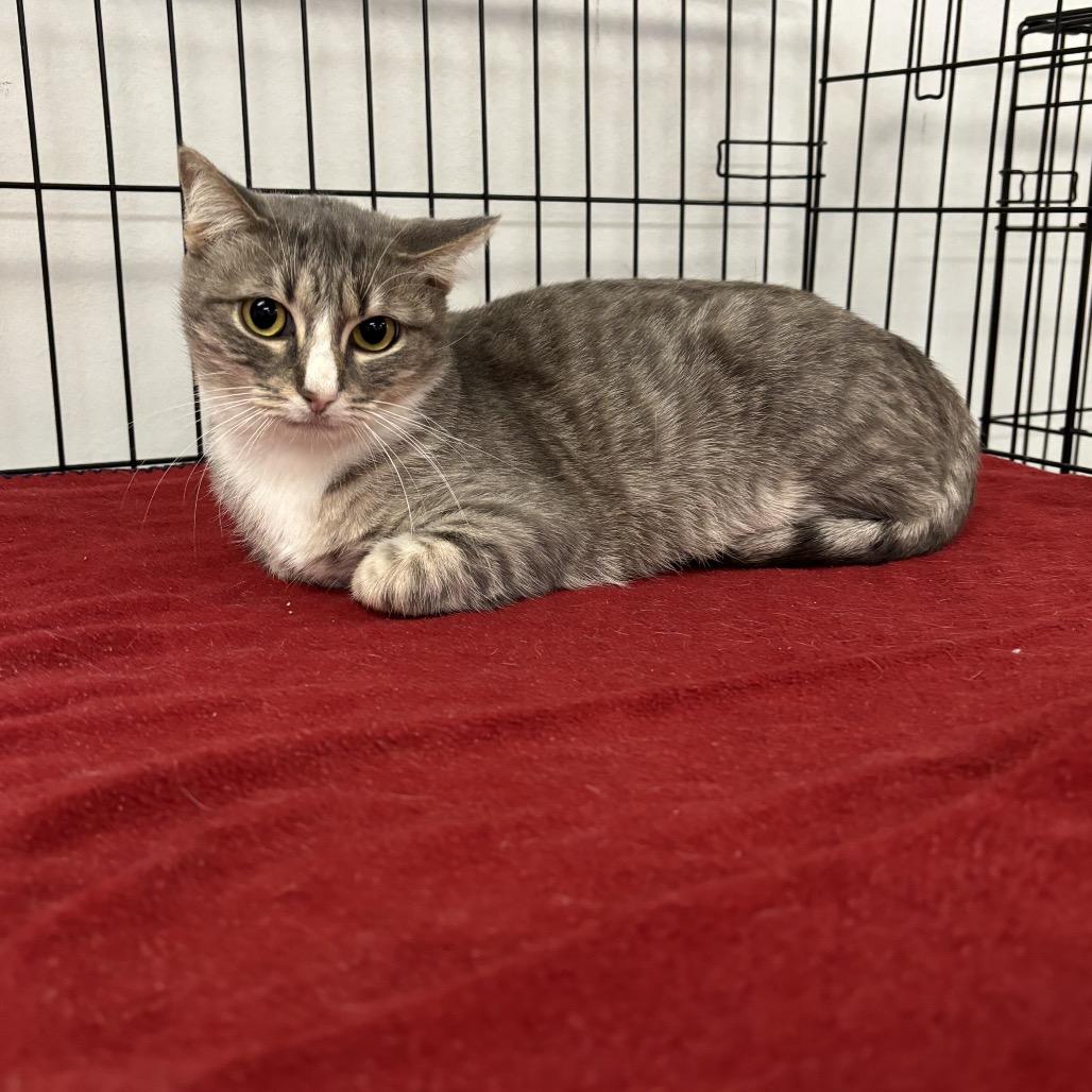 Enlarge Latte, a Adoptable Domestic Short Hair in Houston, TX image 2/6