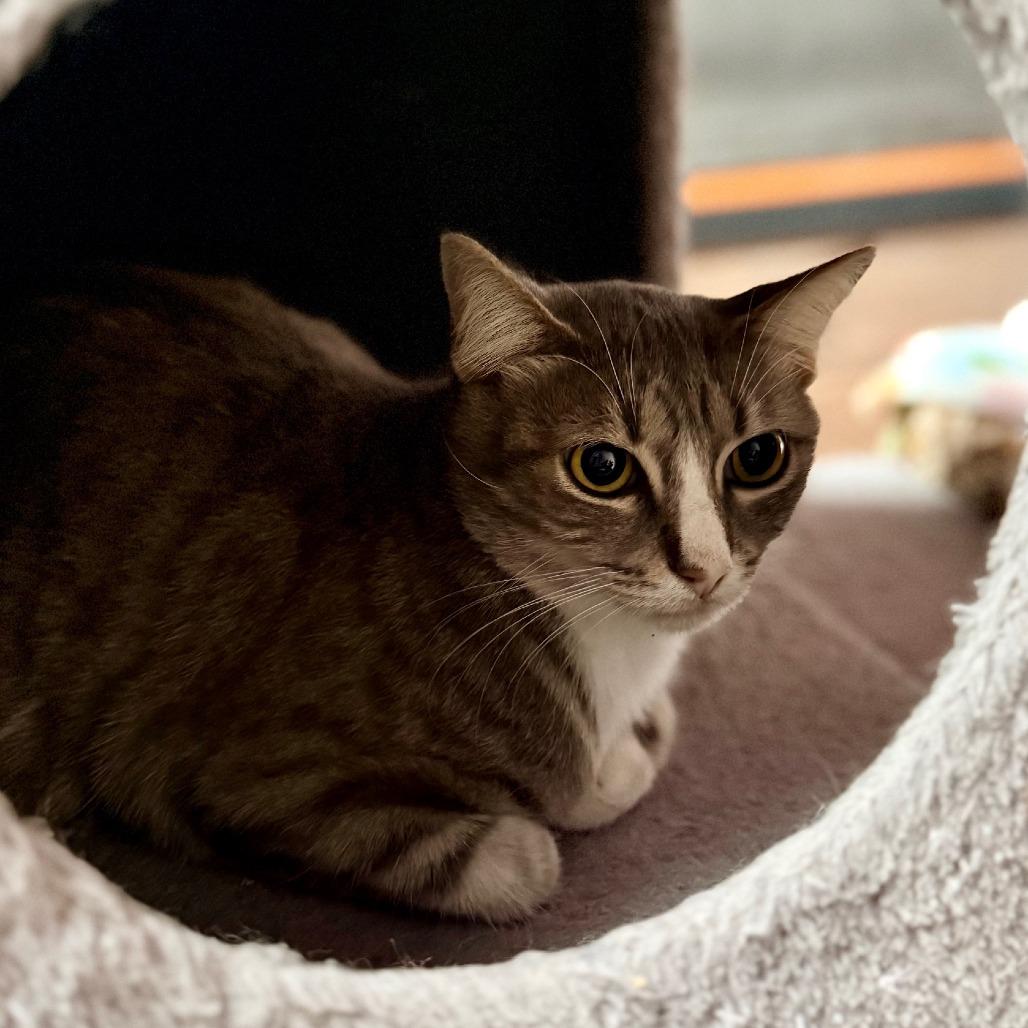 Enlarge Latte, a Adoptable Domestic Short Hair in Houston, TX image 3/6