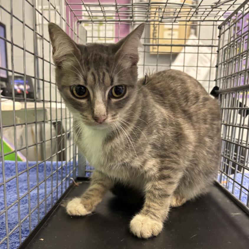 Enlarge Latte, a Adoptable Domestic Short Hair in Houston, TX image 4/6