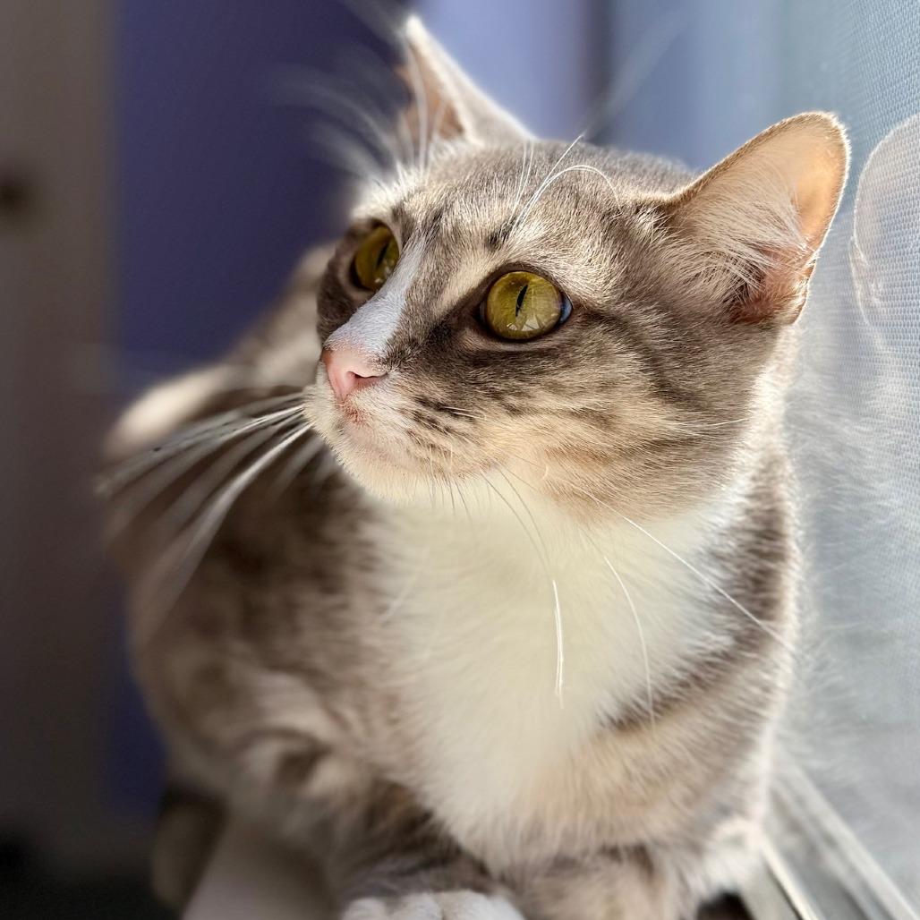 Enlarge Latte, a Adoptable Domestic Short Hair in Houston, TX image 5/6