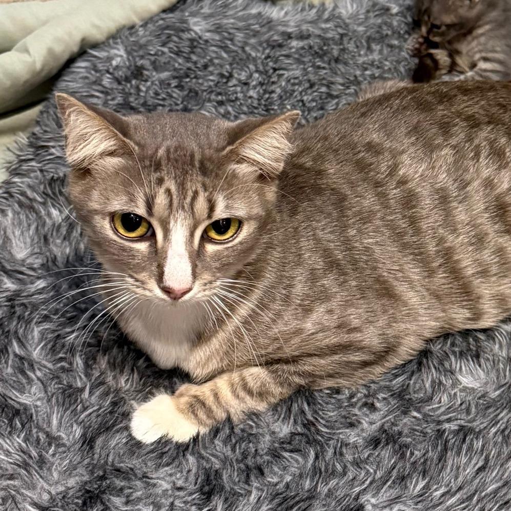 Enlarge Latte, a Adoptable Domestic Short Hair in Houston, TX image 6/6