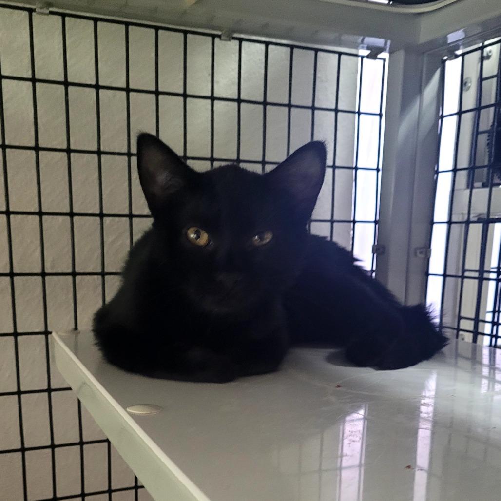 Tiana, Adoptable, Kitten Female Domestic Short Hair.