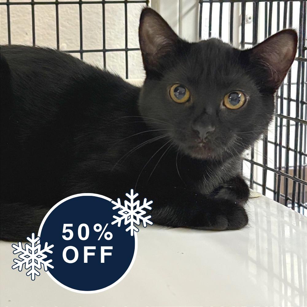 Tiana, a Adoptable Domestic Short Hair in Allyn, WA image 2/3