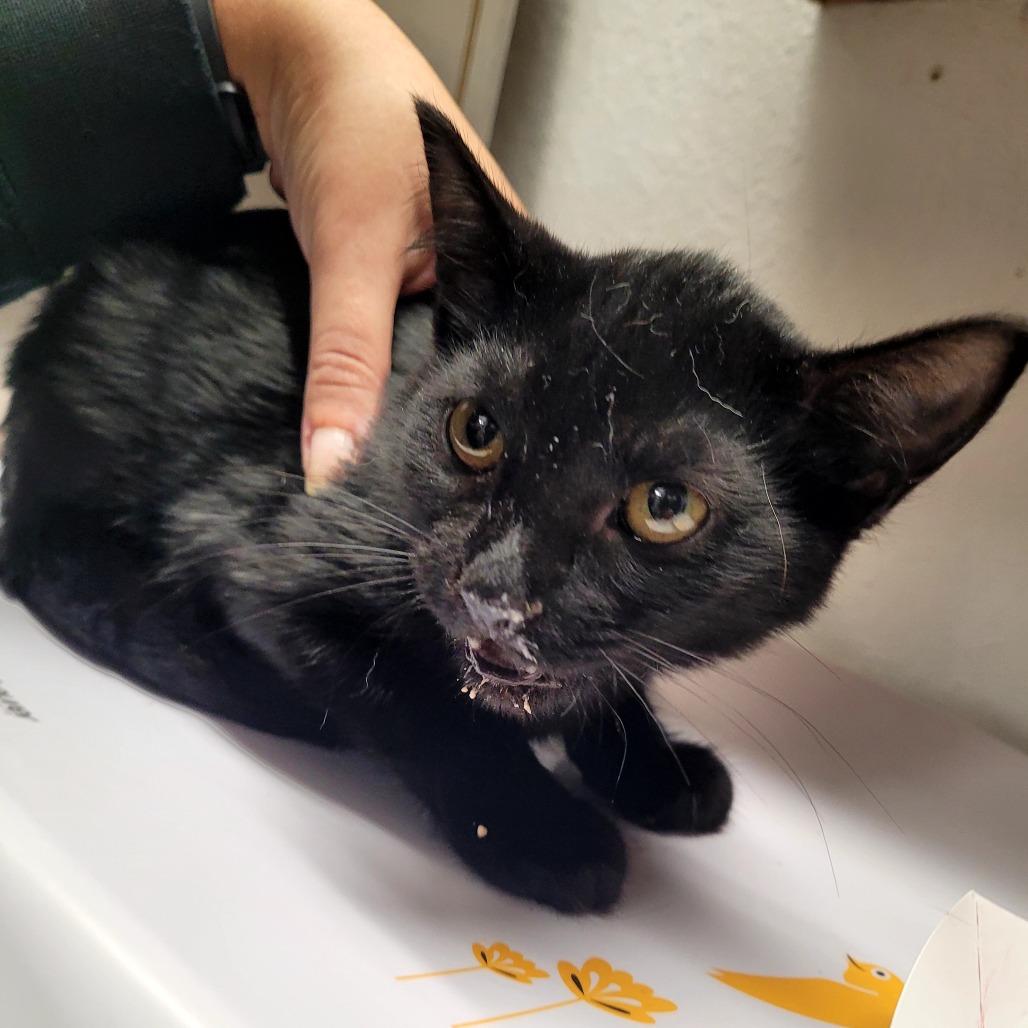 Tiana, a Adoptable Domestic Short Hair in Allyn, WA image 3/3