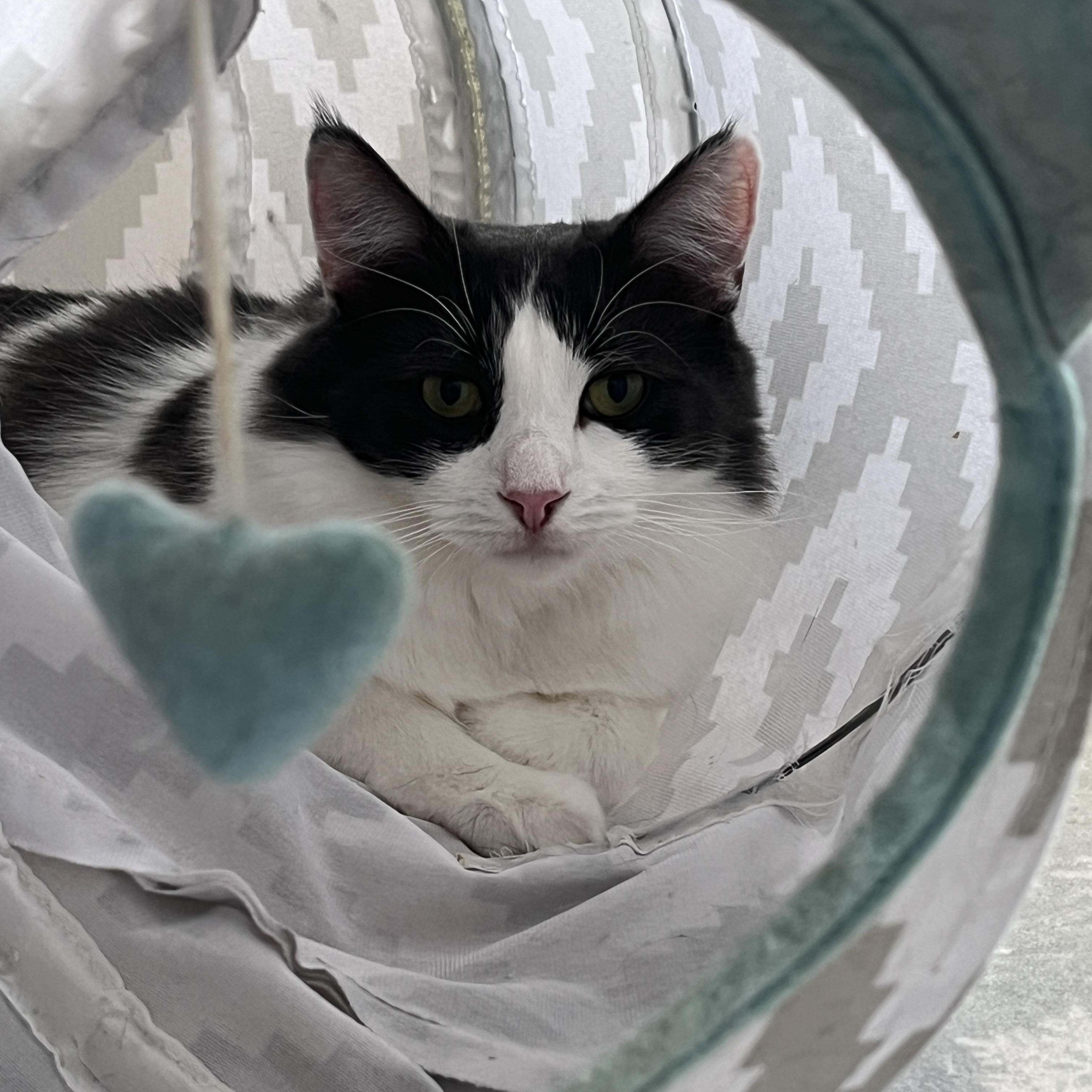 Enlarge Sully, a Adoptable Domestic Long Hair in Manorville, NY image 1/4