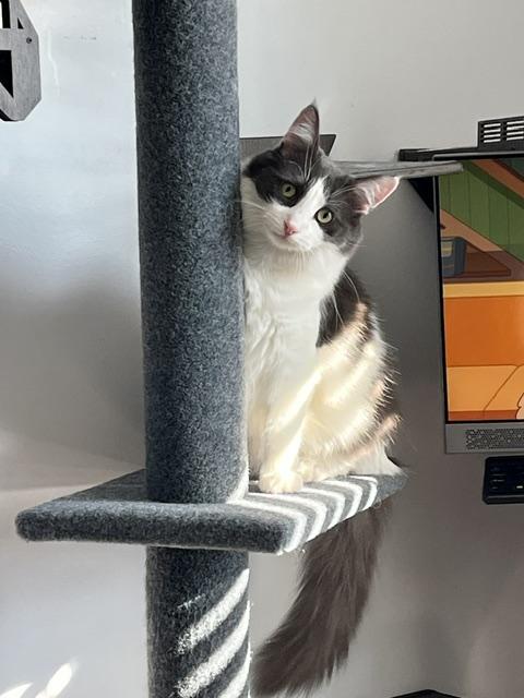 Enlarge Sully, a Adoptable Domestic Long Hair in Manorville, NY image 1/4
