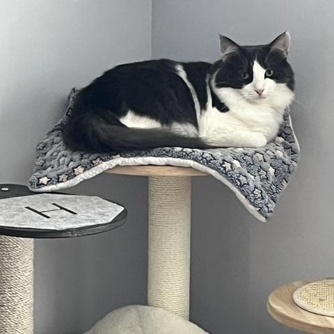 Enlarge Sully, a Adoptable Domestic Long Hair in Manorville, NY image 2/4