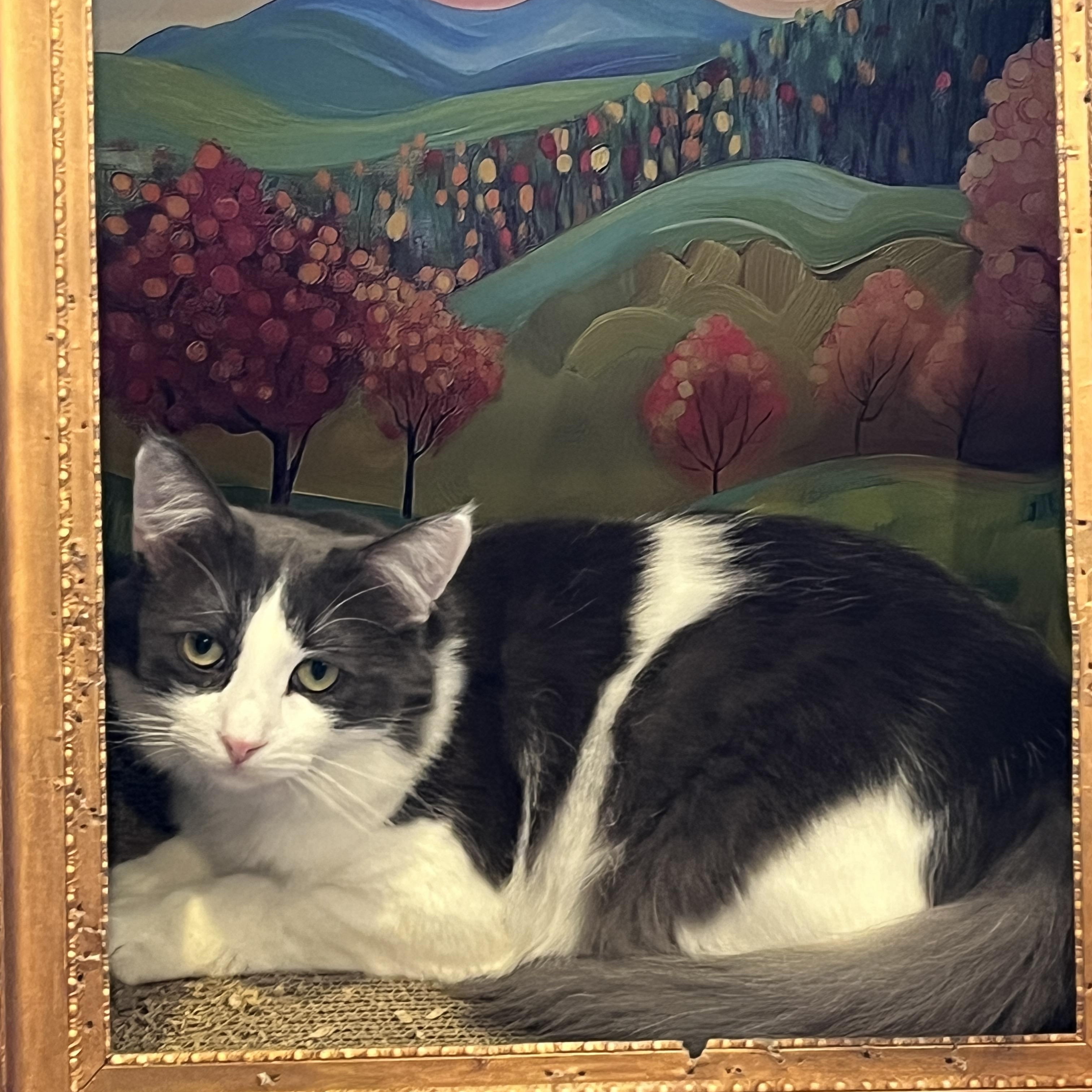 Enlarge Sully, a Adoptable Domestic Long Hair in Manorville, NY image 2/4