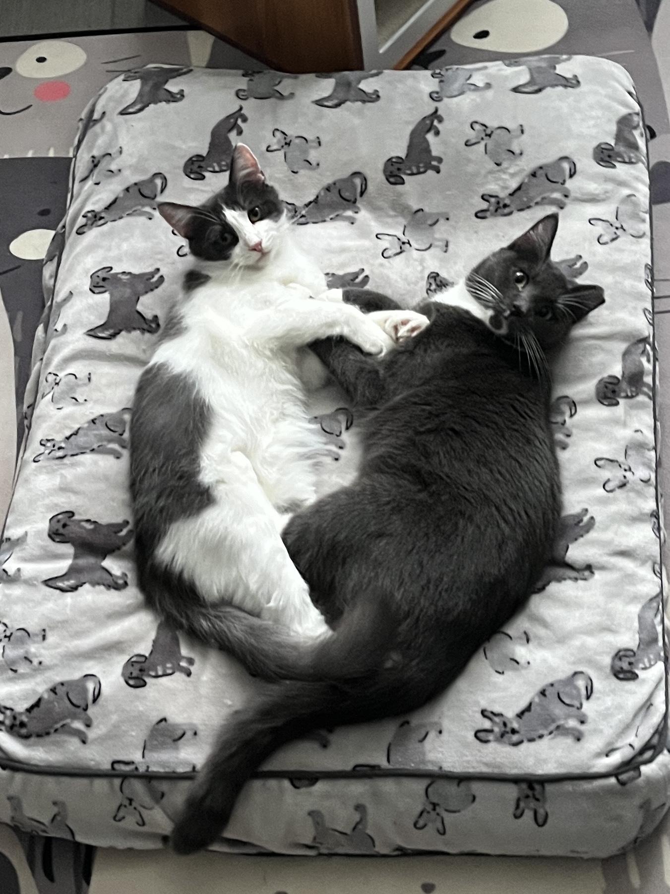 Enlarge Sully, a Adoptable Domestic Long Hair in Manorville, NY image 4/4