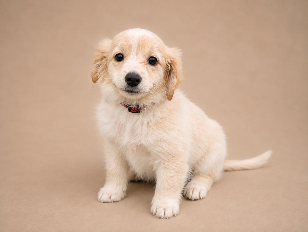 Brady Bunch - Jan, Adoptable, Puppy Female Dachshund & Cattle Dog.
